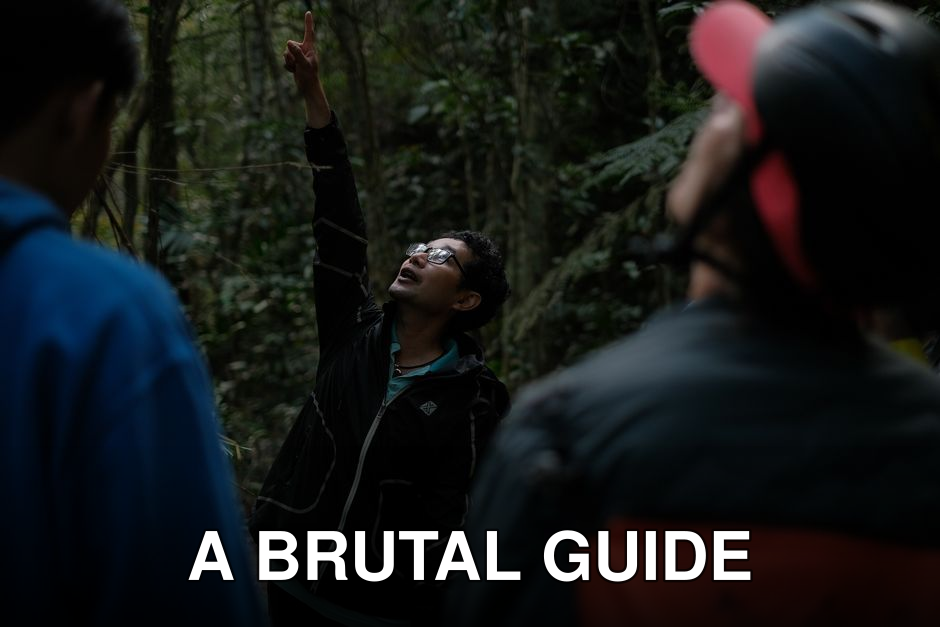 Guide pointing at wildlife in dense forest, engaging with a group.