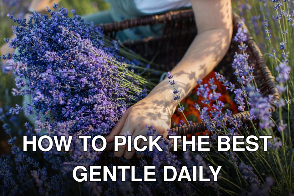 A person handpicks fresh lavender flowers, capturing a tranquil moment in nature.