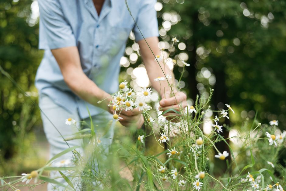 A person delicately picks daisies in a lush, sunlit garden, capturing a tranquil moment.