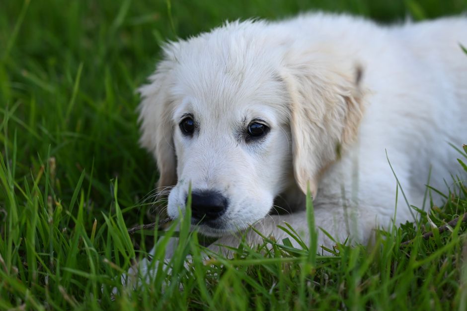A cute and playful Golden Retriever puppy lies comfortably on lush green grass, enjoying the outdoors.