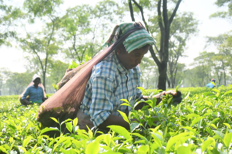 Dedicated tea workers hand-picking fresh leaves in Bangladeshi tea garden.