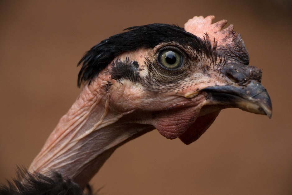 Detailed close-up portrait of a vulture showcasing its unique features in Sri Lanka.