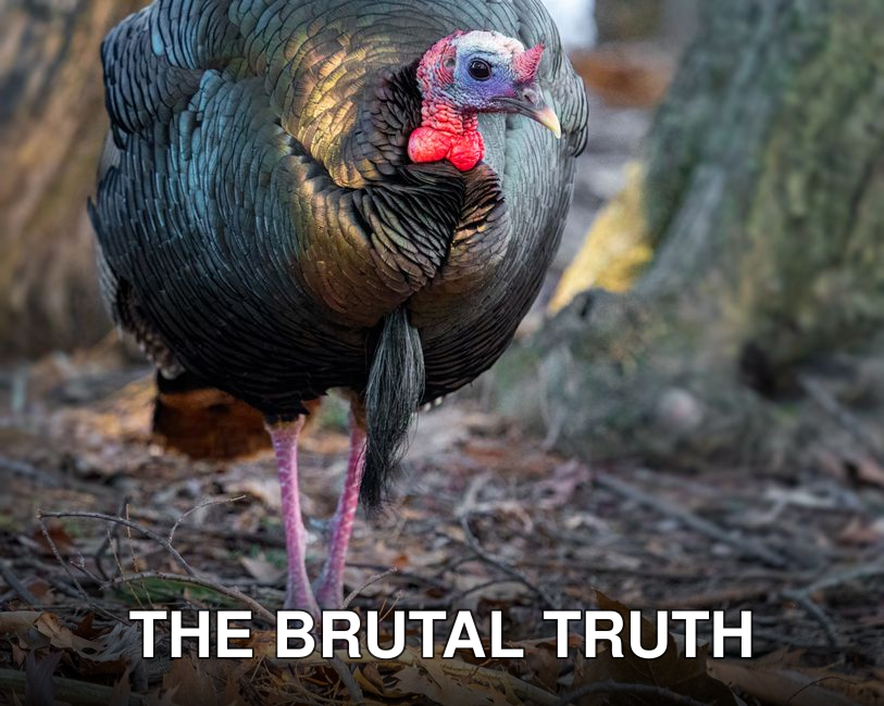 Graceful male domestic turkey with bronze plumage and red wattle standing on ground covered with dry fallen leaves in autumn forest on sunny day