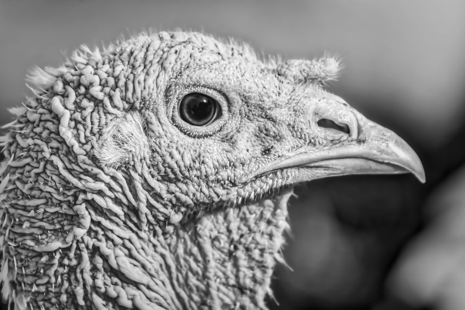 Captivating monochrome close-up of a turkey highlighting its detailed texture and features.