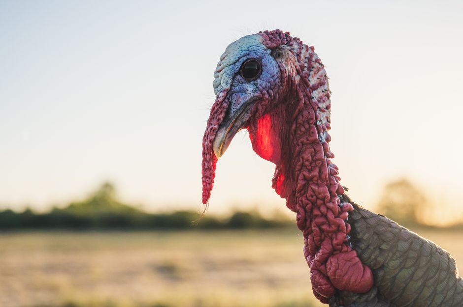 Side view of Domestic turkey with long red wrinkled wattle and dark brown feathers in meadow in at down on blurred background