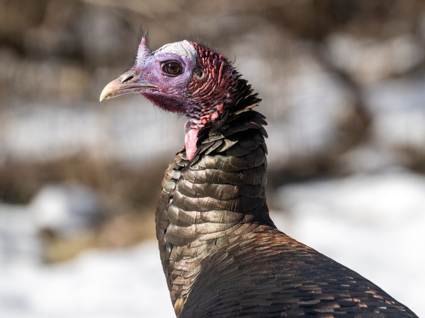 Close-up of a wild turkey in nature, showcasing its unique plumage and colorful head.
