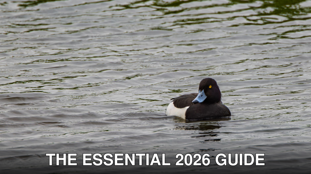 A tufted duck glides peacefully on a rippling lake in Bodymoor Heath, England.