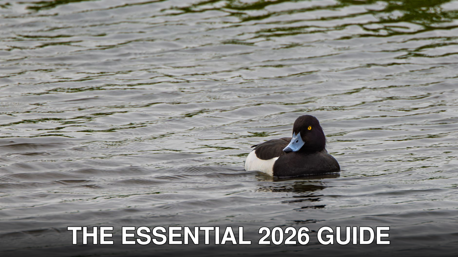 A tufted duck glides peacefully on a rippling lake in Bodymoor Heath, England.