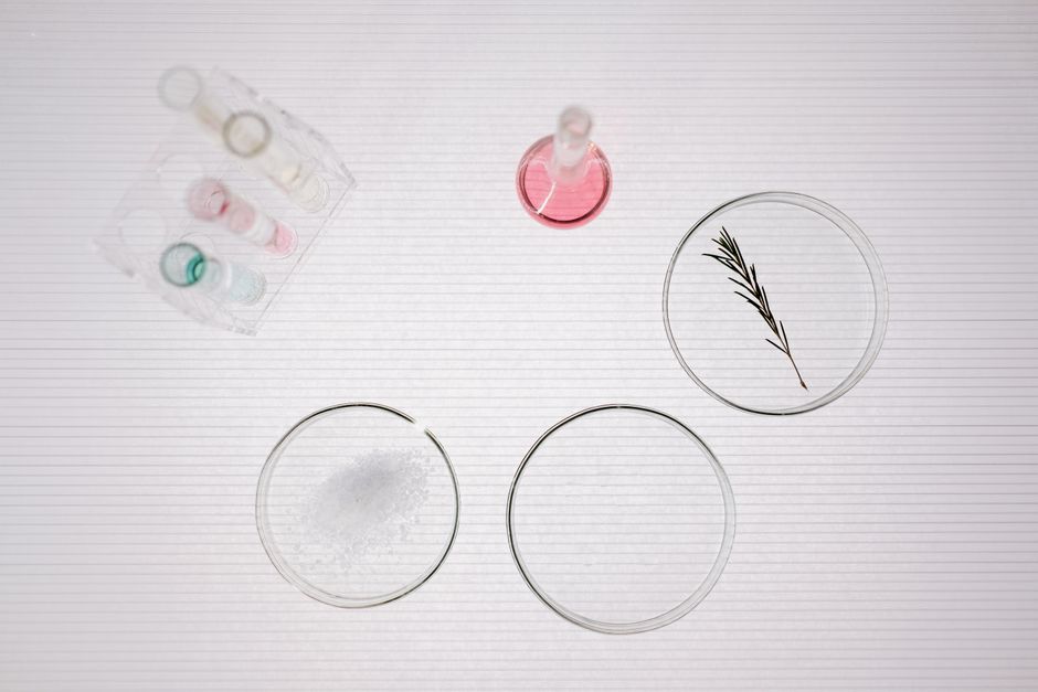 Top view of petri dishes with samples in a scientific laboratory setting.